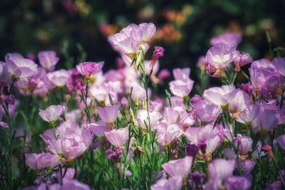 Close-up of pink flowering plants