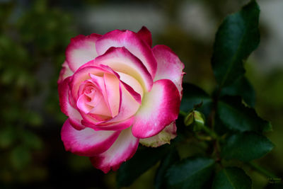 Close-up of pink rose blooming outdoors