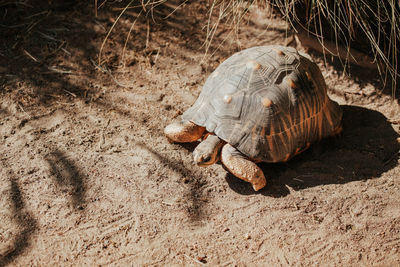 Large sea tortoise, top view