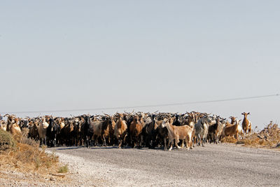 Group of mountain goats walking the road in patmos, greece