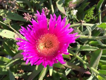 Close-up of pink flowers