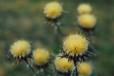 Close-up of yellow dandelion flower