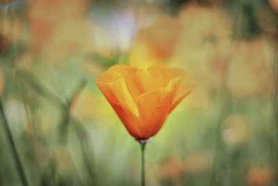 Close-up of orange flower on field