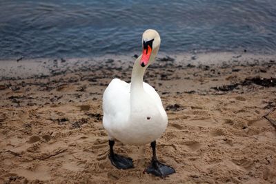 Close-up of swan in water