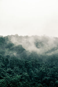 Scenic view of forest against sky