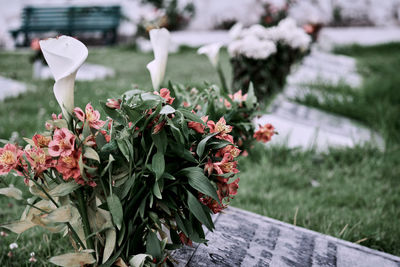 Close-up of flowers growing on plant in graveyard cemetery