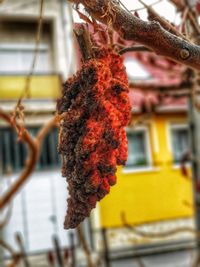 Close-up of plant hanging on tree against building