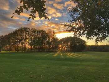 Trees on field against sky during sunset