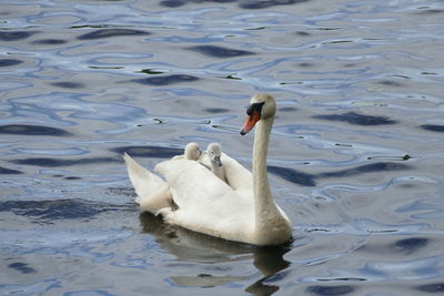 Swan swimming in lake
