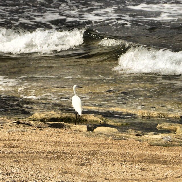 water, bird, animal themes, animals in the wild, wildlife, sea, one animal, wave, nature, seagull, white color, beauty in nature, rippled, high angle view, surf, swimming, swan, outdoors, day, lake