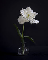 Close-up of white rose flower in vase against black background