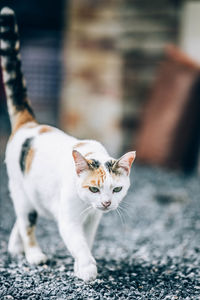 Portrait of white cat