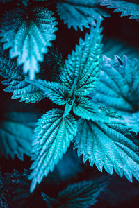 Close-up of frozen plant during winter