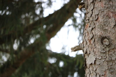 Low angle view of tree trunk