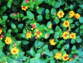 Full frame shot of yellow flowers