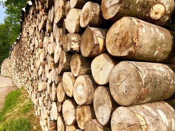 Stack of logs in forest