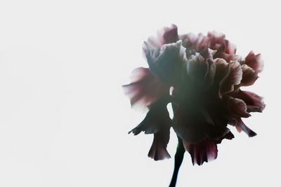 Close-up of flower against white background