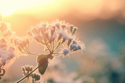 Close-up of flowers against sky during sunset