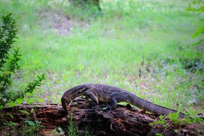 View of a reptile on a field