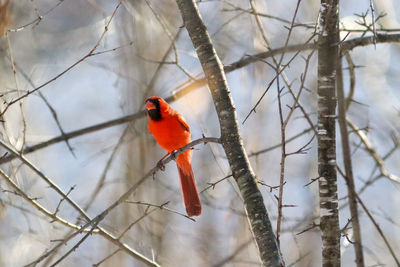 Cardinal perching on branch