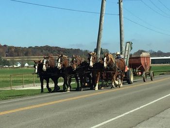 View of horse cart on road