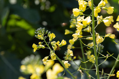 Close-up of yellow flowering plant