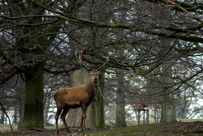 Sheep and trees in forest