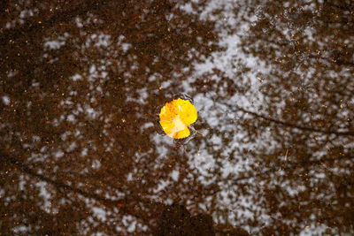 Close-up of yellow flowering plant in snow