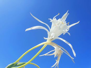 Close-up of white flower against blue sky