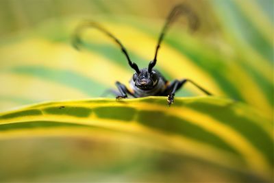 Close-up of insect on leaf