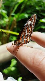 Close-up of butterfly perching on hand