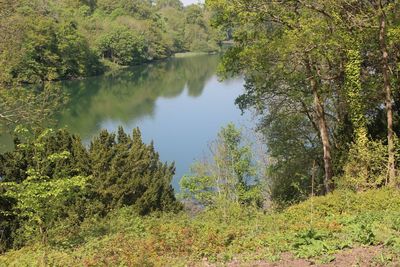 Scenic view of lake amidst trees in forest