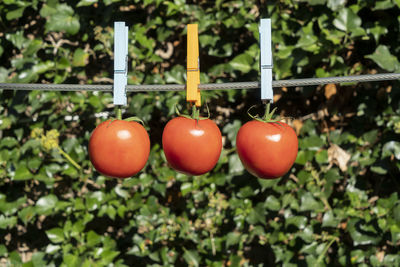  three tomatoes hanging on a wire in the open air