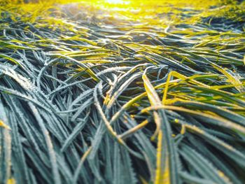 Full frame shot of plants