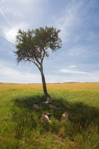 Tree in field against sky
