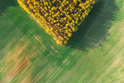 Autumn forest in the shape of a triangle. plowed field