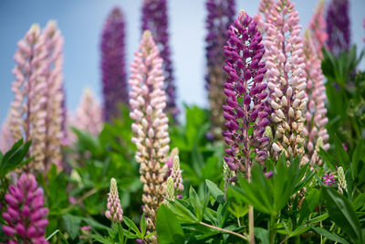 Spring flower, blooming lupine flowers. a field of lupines. sunlight shines on plants in latvia. 