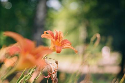 Close-up of orange flower