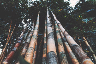 Low angle view of bamboo trees in forest