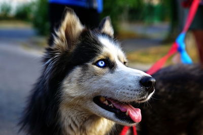 Close-up of dog