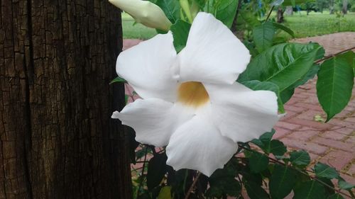 Close-up of flower against blurred background