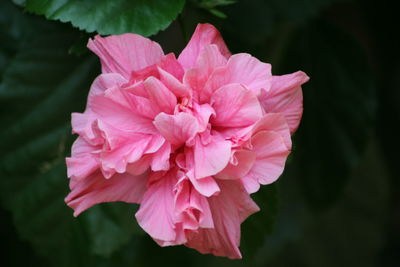 Close-up of pink flower