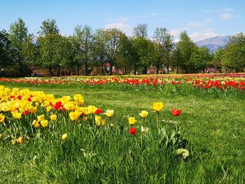 Red tulips in field