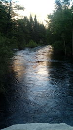 River in forest