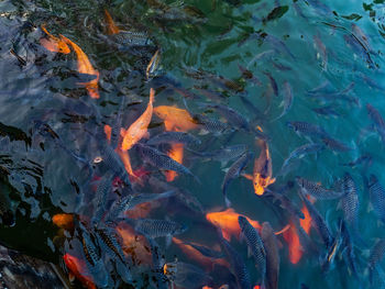 High angle view of fish swimming in sea