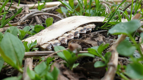 Close-up of leaves on ground