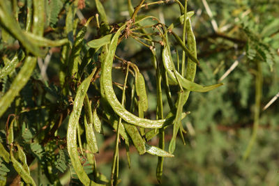 Pods of prickly mimosa, acacia farnesiana ,vachellia farnesiana, prosopis juliflora,acacia oerfota