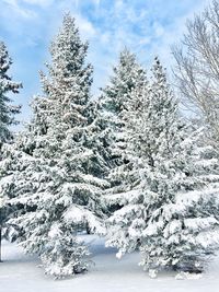 Snow covered pine trees in forest against sky