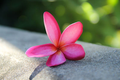 Close-up of pink frangipani on stone