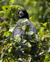 Closeup portrait of a great black hawk perched in tree in the pampas del yacuma, bolivia.